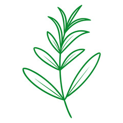 summer savory line art vector on-white
