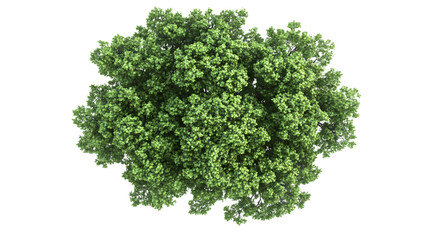 Green deciduous tree canopy viewed from directly above, Isolated on white background