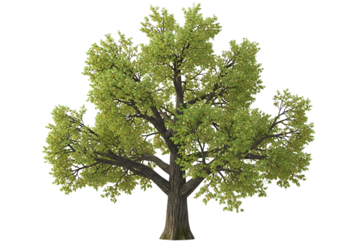 Majestic tree with lush green foliage isolated on a background