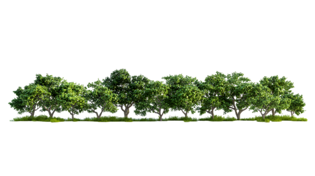 Green trees with foliage, Isolated on white background