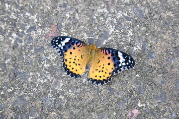 211023_butterfly