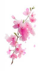 Watercolor blossom branch: pink cherry flowers on white background