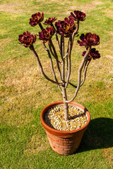 Aeonium Zwartkop Burgundy Rosettes Succulent Plant in Terracotta Pot
