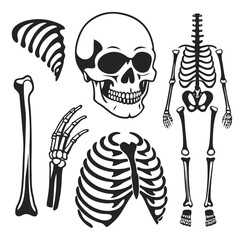 human skull and skeleton