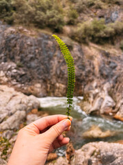 A Person Holding a Delicate Fern Frond