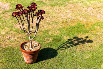Aeonium Succulent n Terracotta Pot Casting Long Shadow on Grass