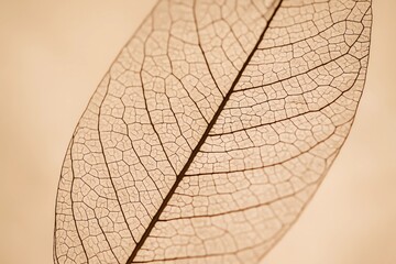 Obraz premium Dried Leaf Textures and Details – Natural Elements for Design and Backgrounds