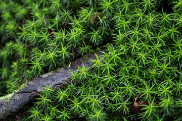 美しい苔の森を歩く　白駒の池	