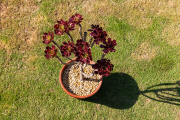 Potted Aeonium Succulent on Lawn with Red Rosette Leaves and Shadow in Sunlight