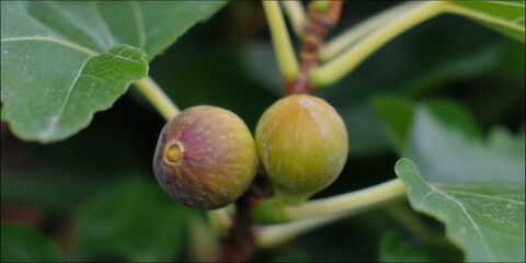 Obraz premium Two ripe figs hanging from a tree branch, ready for the picking and eating.