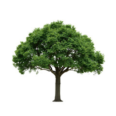 Trees, transparent background, the relaxing shade of nature