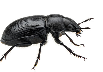 Detailed macro shot of a darkling beetle showcasing its textured exoskeleton and intricate leg structure against a stark white background. The beetle's anatomy and details are highly visible.