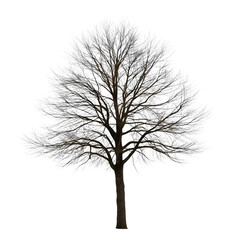 Fototapeta premium Trees, transparent background, the relaxing shade of nature