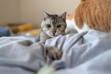 おもちゃで遊ぶ可愛い猫　サバトラ猫