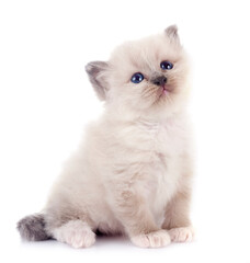 kitten birman cat in studio