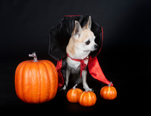 chihuahua in studio