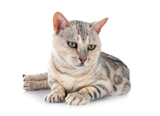 bengal cat in studio