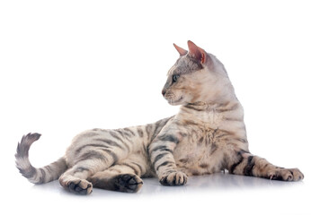 bengal cat in studio