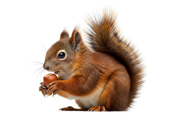 Fototapeta premium Captivating portrait of a red squirrel against a stark white background, holding a hazelnut, displaying its charming features and bushy tail in sharp focus.
