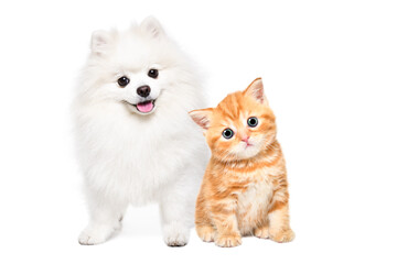 Cute pomeranian spitz and red scottish straight kitten together isolated on white background