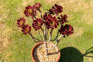 Closeup View of Aeonium Arboreum Succulent Plant in Clay Pot