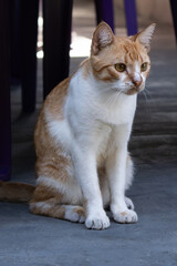 Vertical shot of a domestic cat
