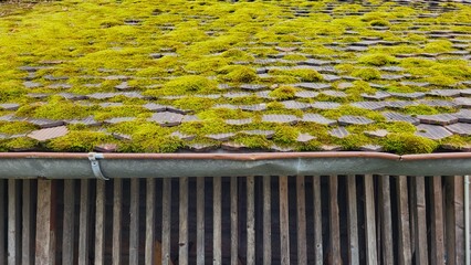Close-up view of a bright green mossy roof on an old wooden barn. Detailed natural texture of wood...