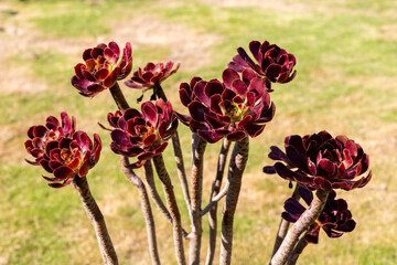 Close-Up of Aeonium Succulents with Red Rosettes with Green Centers on Woody Stems