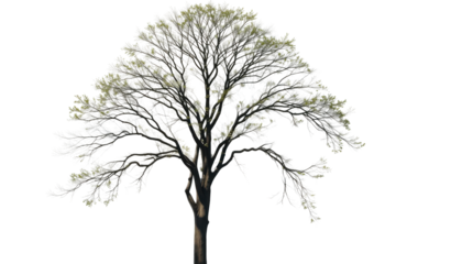 A bare black tree silhouette with dry branches against a winter sky