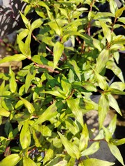 Lush green leaves of  Vietnamese coriander or laksa leaf or Daun Kesum or Kesum leaves for cooking in Malay cuisine such as Laksa. Selective Focus. with natural bright sunlight.