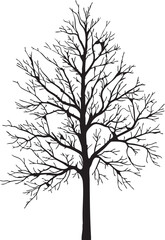 Bare tree vector graphic: silhouette tree illustration for fall and winter designs eps