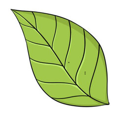 green leaf isolated on white