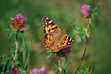 Close-up of a Painted Lady (Vanessa cardui) butterfly perched on a сlover flower against a blurred green background on a sunny summer day.	