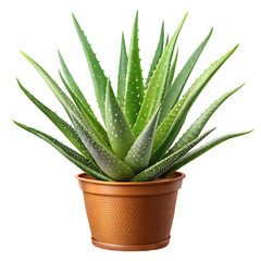 aloe vera pang isolated on transparent background