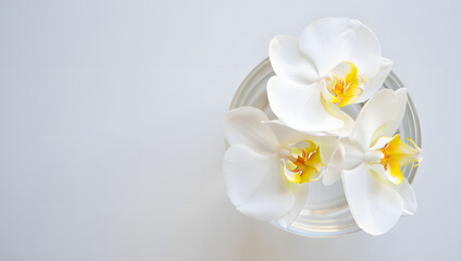 Obraz premium Top-Down Flatlay of White Orchid Flowers in Clear Glass Vase on Light Gray Background 