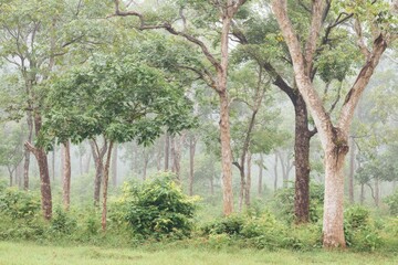 Misty forest scene with lush greenery
