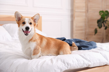Pet friendly hotel. Cute dog sitting on bed indoors