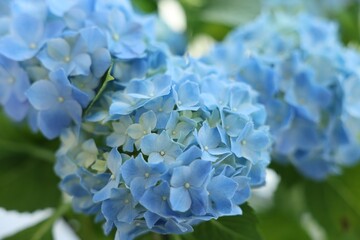 Beautiful hortensia flowers on blurred background, closeup