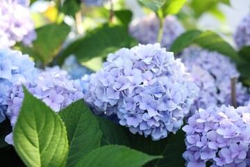 Beautiful hortensia flowers and green leaves growing in garden, closeup