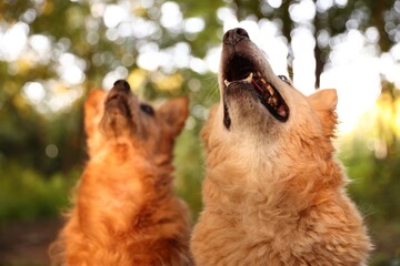 Cute stray dogs outdoors, selective focus. Homeless animal