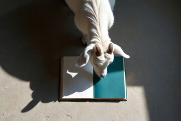 A quiet, elegant, and minimalist portrait of a pygmy goat in a serene setting, creating a sophisticated and unexpected still life.