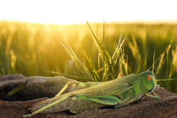 Locust on branch among green plants outdoors