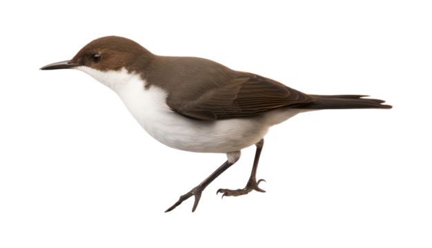 PNG Bird animal beak
