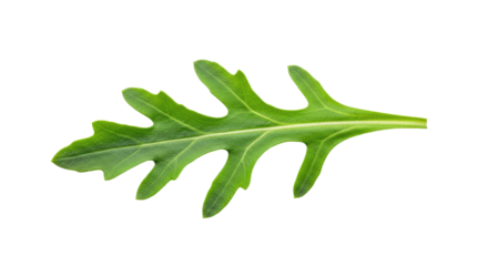 Single vibrant green arugula leaf close up.