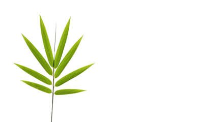 Single vibrant green bamboo leaf sprig.