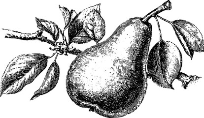 Pear fruit illustration in black and white outline. Vintage engraving style with detailed leaves and branch in a vector set.