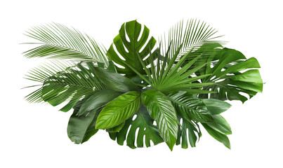 Green leaves of tropical trees arranged in beautiful composition against white background
