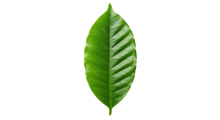 Single vibrant green coffee leaf isolated.