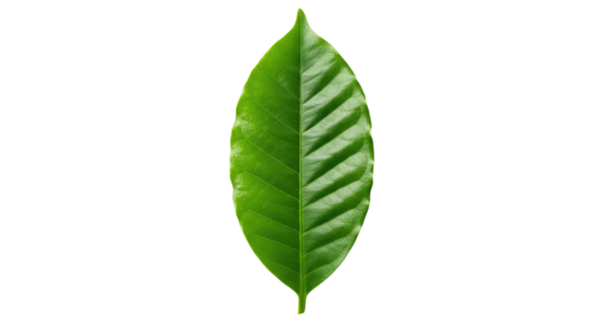 Single vibrant green coffee leaf isolated.