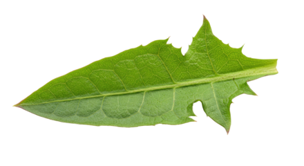 Single vibrant green dandelion leaf isolated.